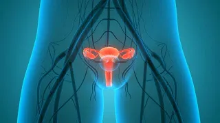 Uterus | Female External Genital |  Understanding the vulva | Vagina  |  External genitalia