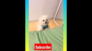 Tik Tok Chó Phõc Sóc Mini 😍 Funny and Cute Pomeranian #212