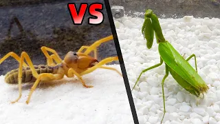 Praying Mantis VS Camel Spider, What's the result？