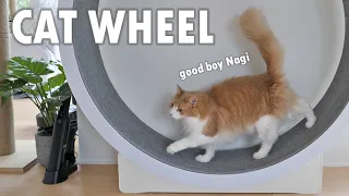 We bought our cats a cat wheel