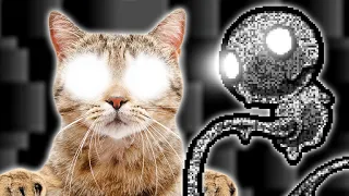 Living in the Light (Official Cat Music Video)