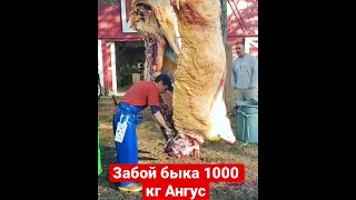 Продажа Оптом Мясо 🥩 Говядина Халяль из России 🇷🇺🥩Забой быка 1000 кг Абердин Ангус 🥩🇷🇺🔥👍