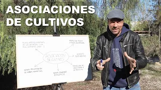 Asociaciones de cultivos