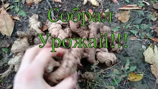 Что выросло!!! Эксперимент!!! Как вырастить имбирь!!!!!