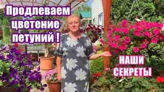 Как правильно ухаживать за петуниями, чтобы цветение длилось весь сезон? Раскрываем секреты.