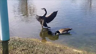 Why Canada Geese Are Considered a Pest Species