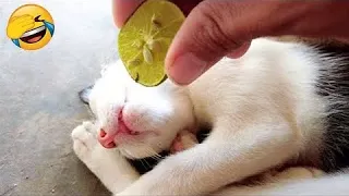 New Funny Videos 2023 😍 Cutest Cats and Dogs 🐱🐶 Part 31