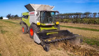 Harvesting Spinach Seed - Claas Lexion 8700