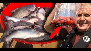 How to CATCH a WHEELBARROW full of CATFISH with THIS BAIT ! ! !