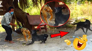 Best Dog Prank _  Fake Tiger Vs Sleeping Dog Super Funny _ Must Watch Funny Video Try Not To Laugh