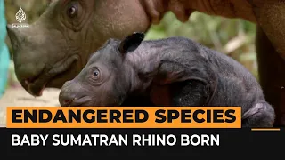 Endangered Sumatran baby rhino born | AJ #shorts