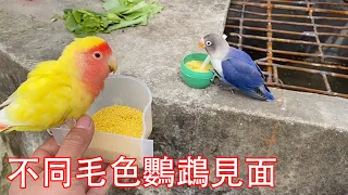 兩隻不同毛色鸚鵡見面後，竟發生這種事，全部都懵了【蒙面鳥哥】