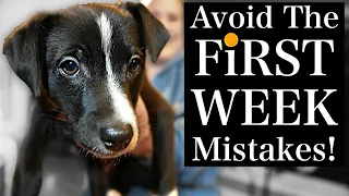 Avoid THESE Puppy Training First Week MISTAKES!