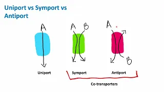 Uniport vs Symport vs Antiport | Cell Biology | Biology