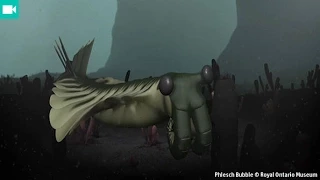 What caused the Cambrian explosion?