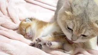 Baby kitten is sleeping soundly, Mom cat gently come to wake up the baby take care and nurse.