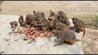monkey enjoying watermelon | feeding watermelon to the hungry money | monkey | animal