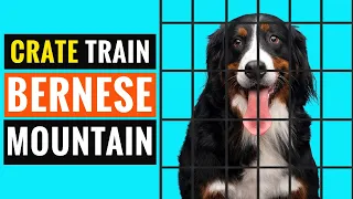 7 Tips To Crate Train Your Bernese Mountain Dog!