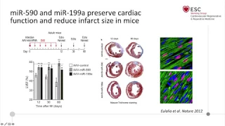 New concepts in cardiac regeneration part II: translational insights