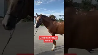 донская лошадь пишите ещё породы лошадей)))) #лошади #породы