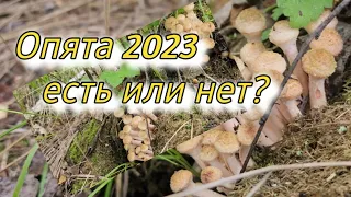 Разведка по опятам 2023.