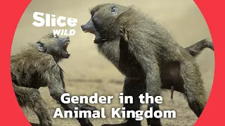 Power, Coercion and Gender among Hamadrya Baboons and Bonobos | SLICE WILD