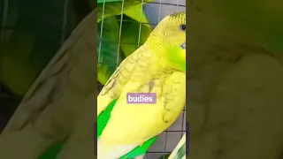 budgies parrot|cocktail parrot|budgies breeding tips in Urdu-Hindi|#lion