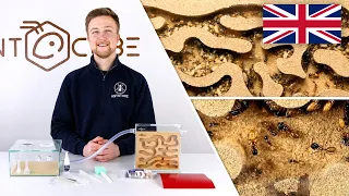 ANTCUBE Starter Kit Cork for ants that nest in wood