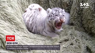 Новини України: у Бердянському зоопарку з`явилися на світ два десятки малюків різних звірів