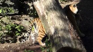 Tiger Cubs, Discipline or Love III, Copenhagen Zoo July 2013