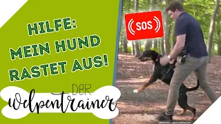 Ausrasten bei Hundebegegnungen! 😱 Was löst solch ein Verhalten aus? | Der Welpentrainer | sixx