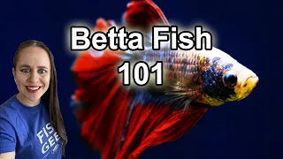 Don't buy a Betta Fish before you watch this!