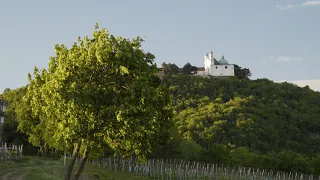 Kahlenberg Waldseilpark I Weinwandern Wien