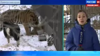 ТИГР АМУР и КОЗЁЛ ТИМУР   МИРНО УЖИВАЮТСЯ в Одном Вольере ! СТРАСТИ в Сафари   Парке !