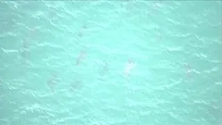 Shark sightings video: Thousands of sharks spotted migrating off Florida coast