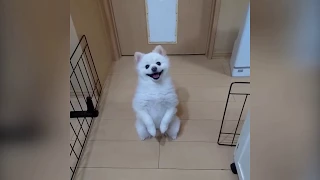 FUNNY VIDEOS - POMERANIAN WHITE COLOR