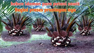 Begini proses pruning jadi kebun idaman para petani sawit.#petanisawit#pruningsawit