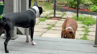 Cute and Funny Boston Terrier's and Boxer dogs! part1!