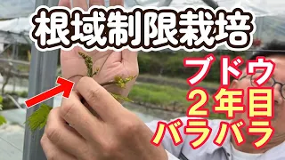 葡萄の育て方【2年目樹の上手な育て方2024】2年目樹を上手に育て、収穫も行うノウハウを分かり易く解説。シャインマスカット・ナガノパープル、リザマート他品種応用可能。人生100年時代を葡萄農家で頑張る