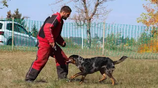 Lina (Beauceron) - French Ring Brevet