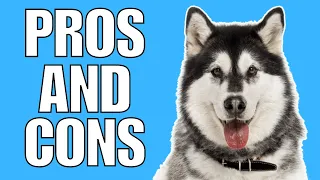 SIBERIAN HUSKY Pros & Cons (Shocking)