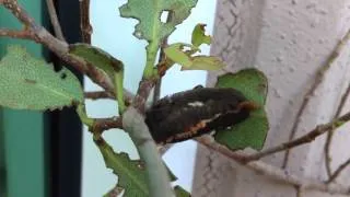 Puss Caterpillar Shoots out Poop