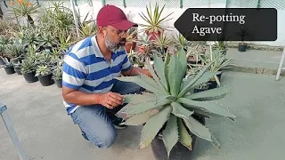 Repotting of an old Agave | Agave Titanota #agaveplant #agave