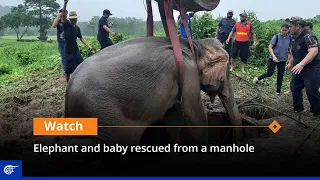 Elephant and baby rescued from a manhole