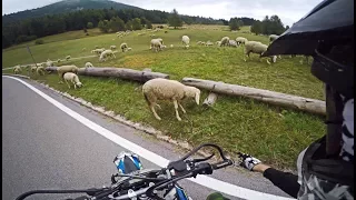querly and his sheep | SUPERMOTO