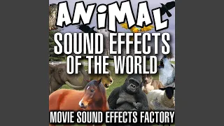 Donkey Sound Effects