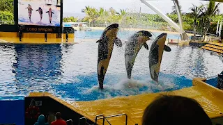A Day At Loro Parque With Orcas And Dolphins Shows | Tenerife 2019