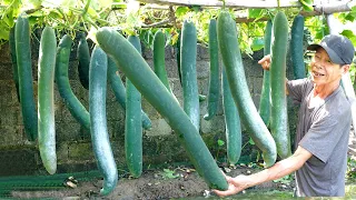 Try growing long squash at home, didn't expect it to have so many fruits