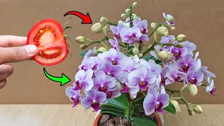 Just 1 slice of tomato, Orchid will produce many buds and bloom continuously