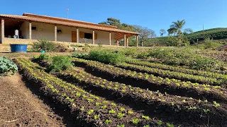 PLANTANDO NOSSA ROÇA DE PIMENTÃO E MOSTRANDO A EVOLUÇÃO DA NOSSA HORTA